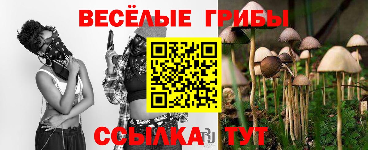 Галлюциногенные грибы Psilocybe Богородицк